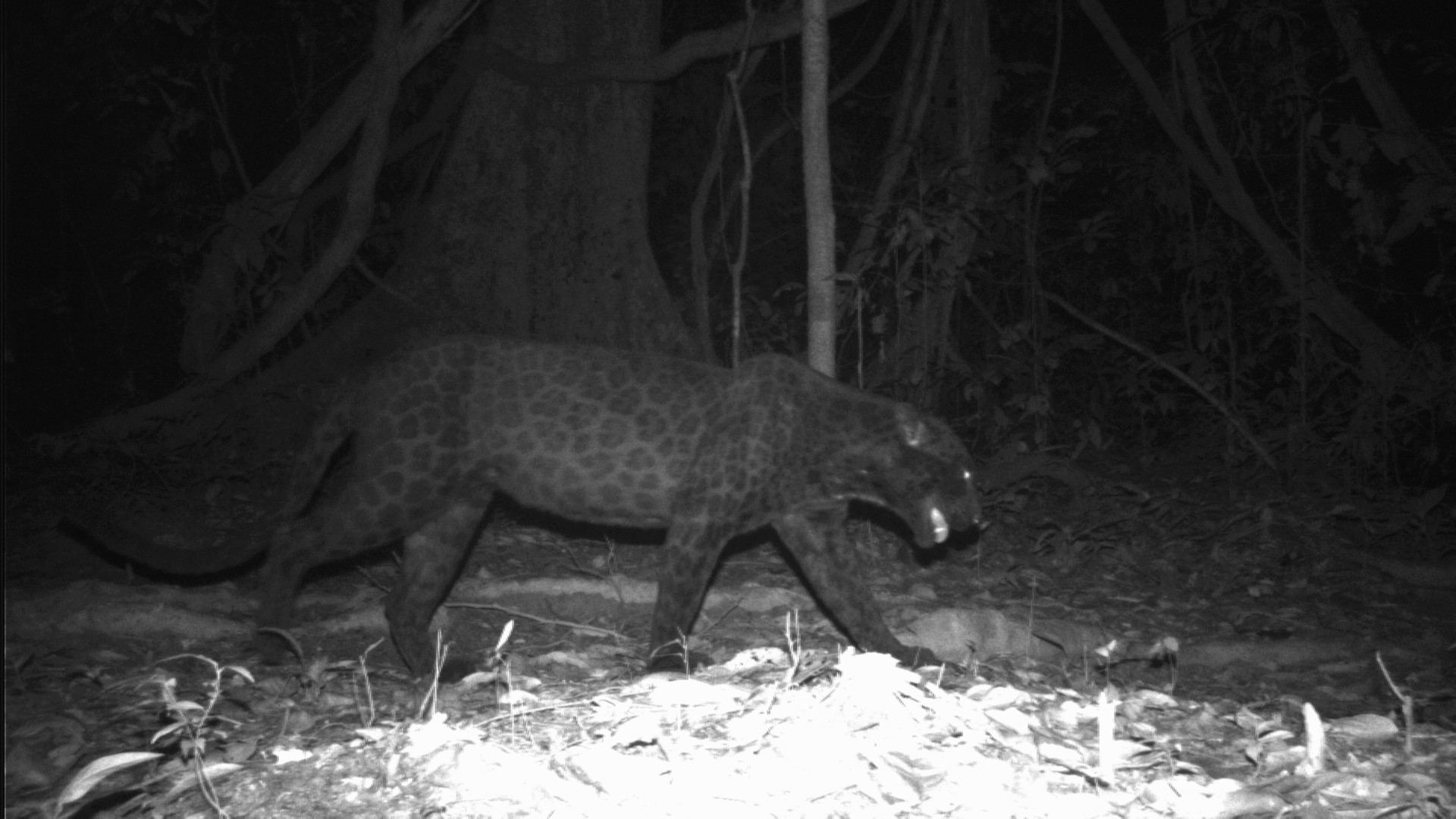 Melanistic leopard walking in the dark. You can see its spots under its dark coloring.